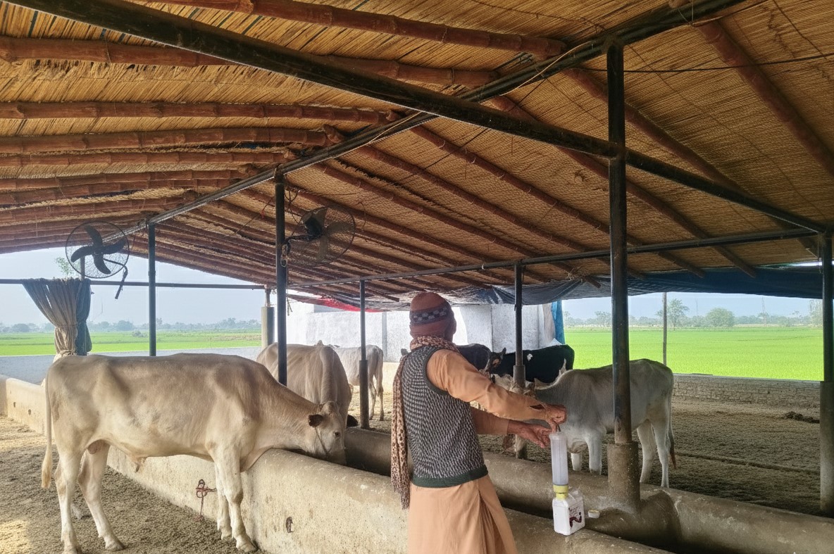 Al-Noor Dairy Farm operations showing premium cattle and modern facilities in Layyah, Pakistan